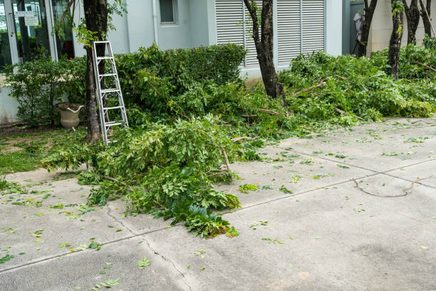 Best Palm Tree Trimming  in Morgantown, WV