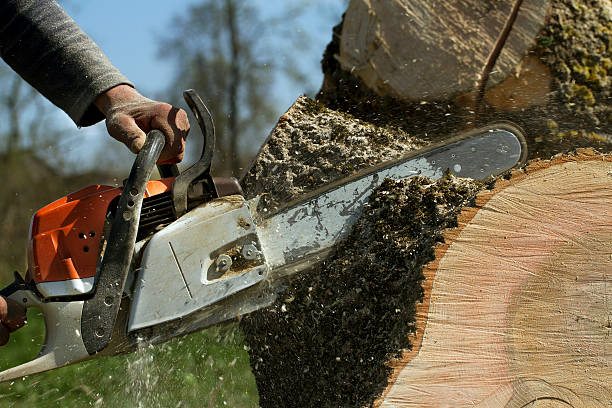 Best Tree Trimming and Pruning  in Morgantown, WV